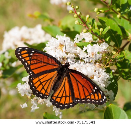 Viceroy butterfly feeding on a cluster of white flowers in a garden