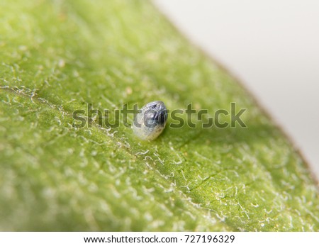 Monarch butterfly egg on a Milkweed leaf, with black parts of caterpillar visible, just before hatching