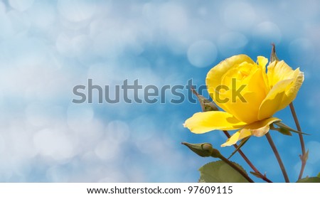 Brilliant yellow rose against deep blue sky