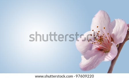 Pure, delicate peach blossom on gradient blue background, a business card design with a green nature concept