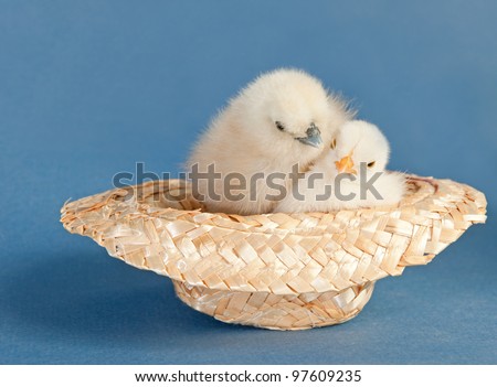 Two adorable fluffy Easter chicks snuggled up in a tiny straw hat on blue background