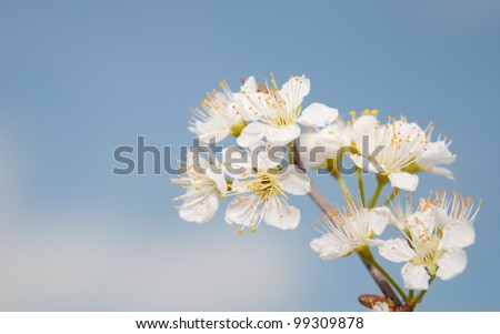 Wild plum flowers in a cluster in early spring, against blue sky