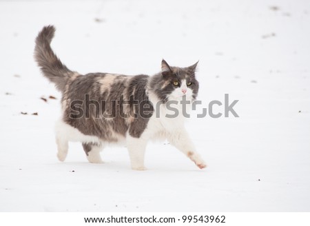 Long haired diluted calico cat walking in snow