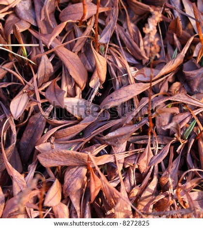 dried plant leaf background