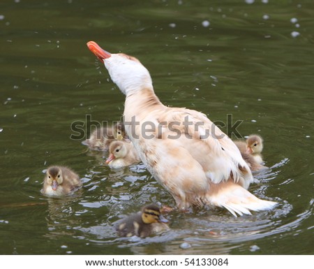 female duck and ducklings