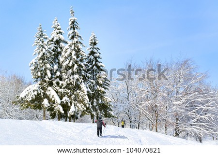 Snow-covered forest on snowbound hill under clear blue sky at frosty day; two active  resting people with skis going into forest