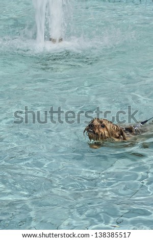 Pet shaggy doggie of breed Australian Silky Terrier swims in pool with water fountain under open sky in sun day; doggy cools under water splashes from fountain at hot day