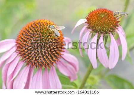 Two bees with pollen on legs gathers a honey on pink Echinacea