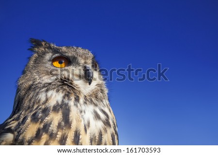 European or Eurasian Eagle Owl, Bubo Bubo, with big orange eyes against a dark blue evening night sky