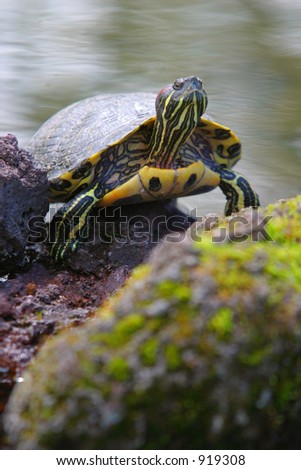 A terrapin climbs out of the water and looks skywards