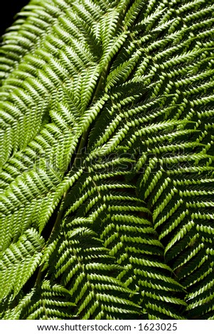 Fern fronds deep in a forest