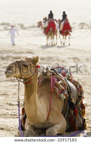 camel sitting down