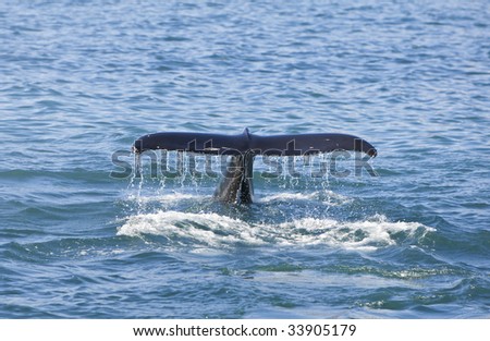 A humpback whale, Megaptera novaeangliae, dives for food and shows off its tail or fluke as it goes down. Shot on location near Husavik off the north coast of Iceland.