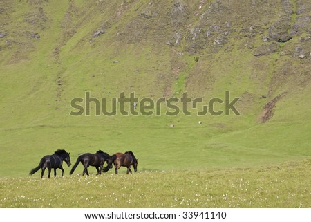 Three Icelandic horses walking through a field full of flax and backed by a mountain. Shot on location in Iceland in early golden evening light.