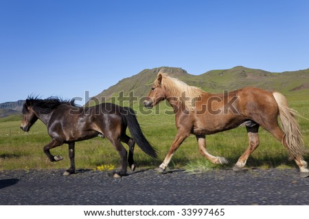 Images Of Horses Galloping. Icelandic horses galloping