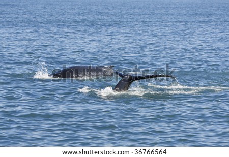 Two humpback whales, Megaptera novaeangliae, diving for food one showing its tail or fluke as it goes down. Shot on location near Husavik off the north coast of Iceland.
