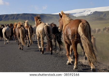 Icelandic horses galloping by the side of a road, illuminated by golden evening light. Shot on location in Iceland.
