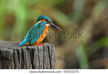 The Common Kingfisher is an all too common bird. This tiny thing can be found in territories spanning from Asia to Europe.