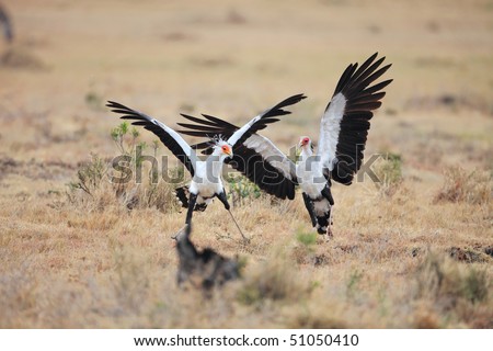The African secretary bird kills its prey by stamping it with its feet. It mostly runs rather than flies. , Masai mara, Kenya