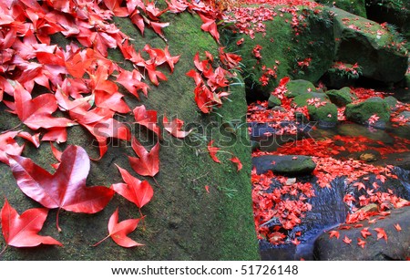 Maple leaves changing colors in Winter. Thailand