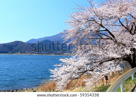 Beautiful cherry blossoms, japan