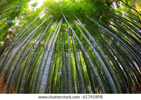 wallpaper bamboo. Art,nature wallpaper bamboo