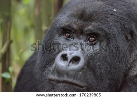 Mountain gorilla in rain forest