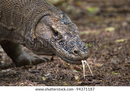 Komodo Dragon forked tongue Indonesia