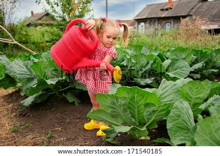 little kid watering cabbage in the kitchen garden