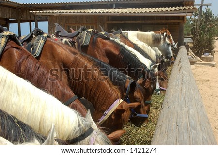 Horses eating ready to go out for a ride