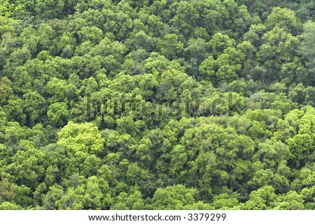 Forest treetops on the hill side background