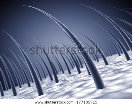 Human scalp and hair strands detailed illustration Human scalp and hair strands detailed illustration