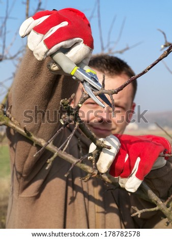 Young gardener pruning apple tree branches with pruners