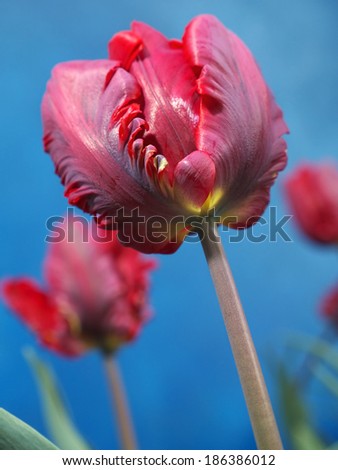 Red parrot tulips shot on blue background