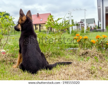 German shepherd puppy charging outside in the house backyard