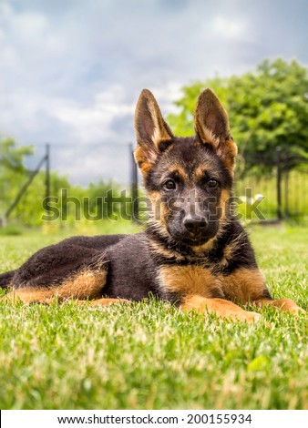 German shepherd puppy lying down in the grass