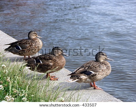 Three mallard ducks by the river bank