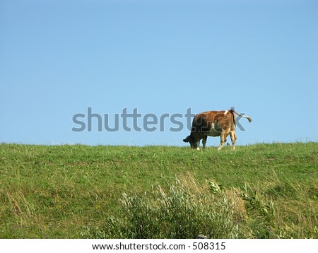 Cow on grazing land 0810_70