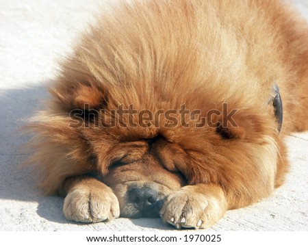 Red chow chow dog sleeping outside