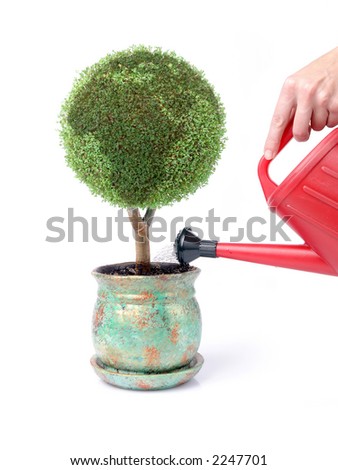 Plant Globe
