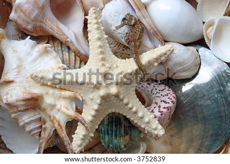 Background of assorted seashells, starfish and seahorse
