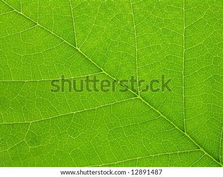Closeup of green hazel leaf blade