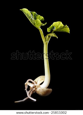 Young bean sprout germination - shot over black background