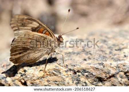 Buckeye Butterfly on the rock