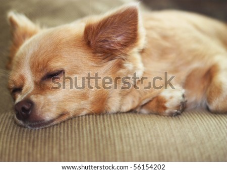 Cute chihuahua sleeping on couch.