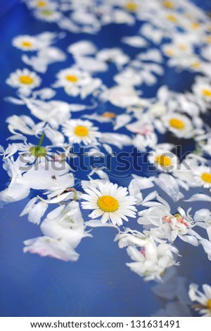 chamomile flowers and petals in water