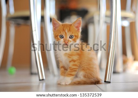 charming red kitty in the kitchen