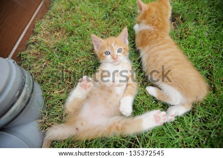 charming red kitties outdoors