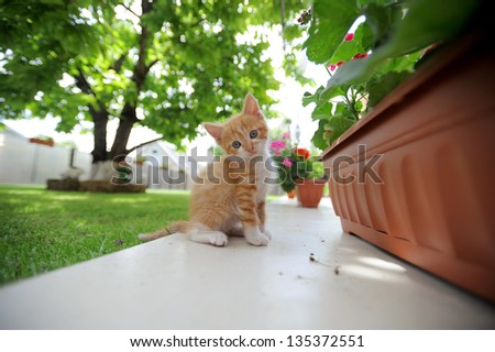 charming red kitty outdoors