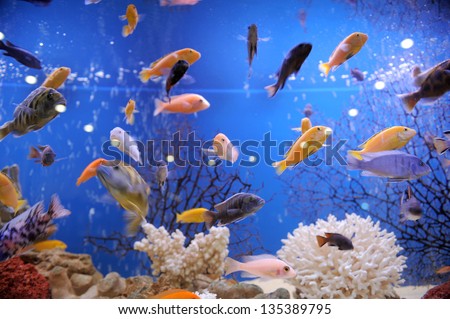 Colorful Fish In Big Aquarium
